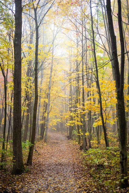Photo beau brouillard du matin sur le sentier de la forêt d'automne