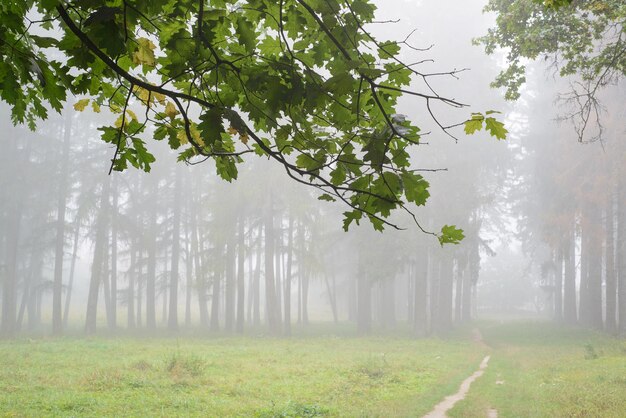 Beau brouillard fort dans la forêt Troncs de fond de conifères le matin brumeux