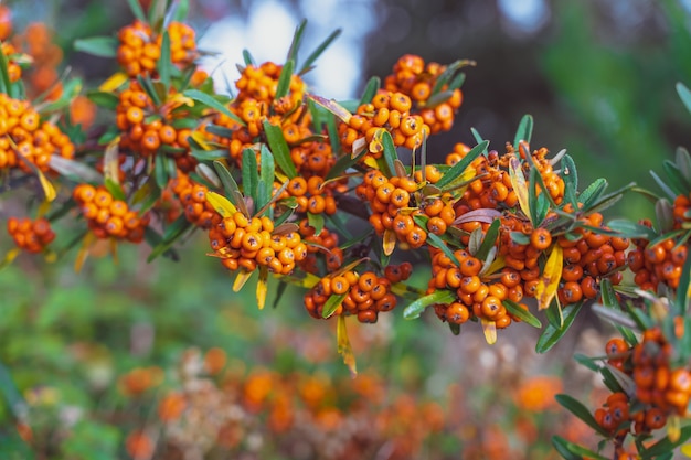 Beau buisson d'automne avec des fruits orange Fond d'ornementation d'automne avec espace de copie pour le texte