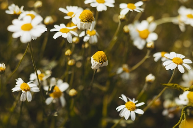 Le beau buisson de camomille un jour d'été