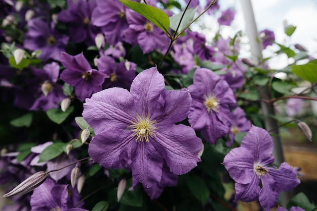 Un beau buisson de clématite pourpre luxuriant pousse dans le jardin. Floristique