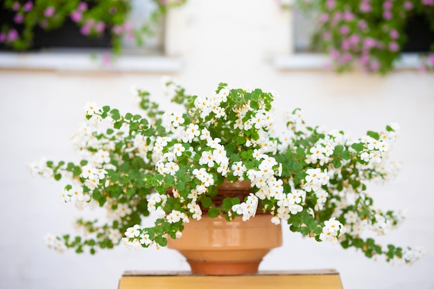 Beau buisson à fleurs blanches dans un pot de fleurs dans la rue.