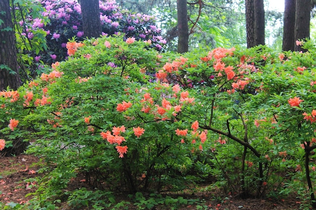 Un beau buisson de fleurs de rhodendrons roses pousse dans un parc de la ville