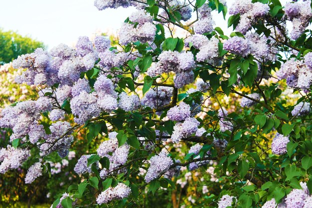 Beau buisson lilas blanc brillant sur fond de feuillage vert dans le parc de la ville