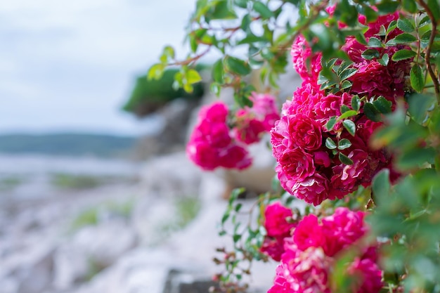 Beau buisson de roses sur le fond de la mer