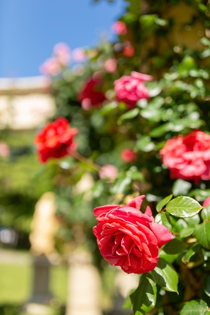 Beau buisson de roses rouges dans le jardin du matin d'été sur fond de jour d'été lumineux