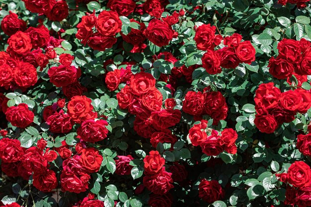 Beau buisson de roses rouges dans le jardin du matin d'été