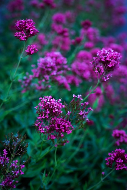 Beau buisson de valériane rose vif