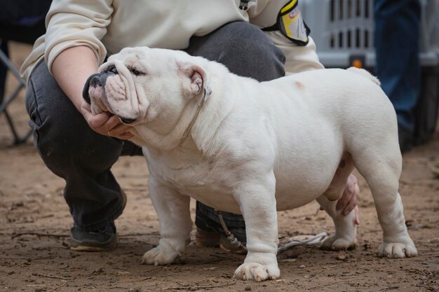 Photo un beau bulldog anglais blanc à une exposition canine