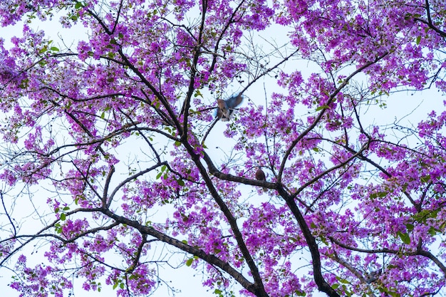 Photo beau bungor en fleurs lagerstroemia loudonii teijsm binn fleurs thai bungor arbre et feuilles vertes avec le parc au printemps fond de ciel bleu thaïlande