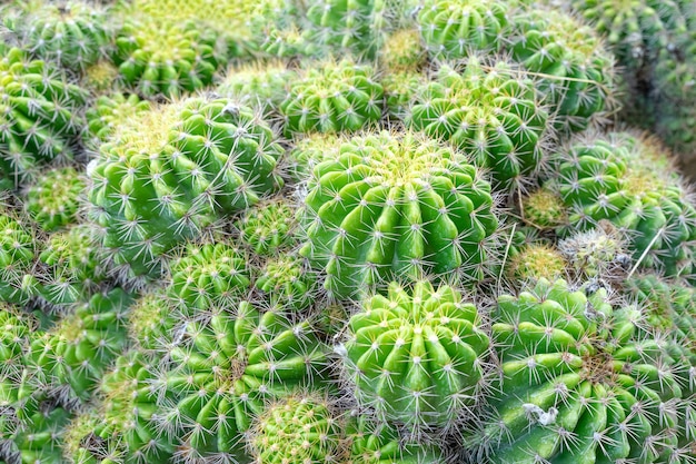 Beau cactus dans le jardin. Largement cultivé comme plante ornementale. Gros plan de mise au point sélective.