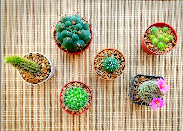 Beau cactus dans des pots