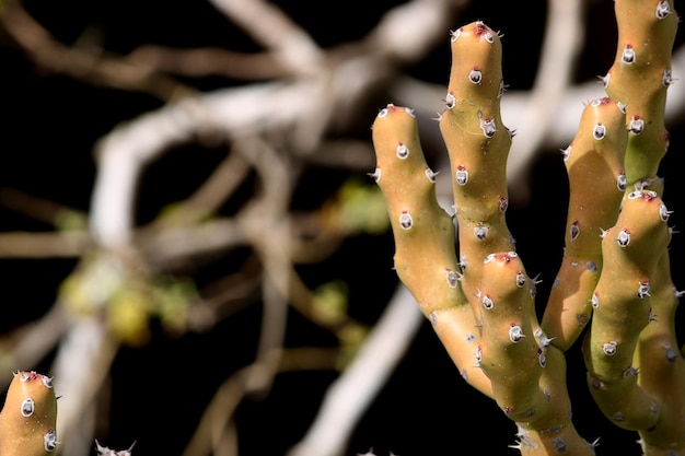 Un beau cactus épineux avec espace de copie