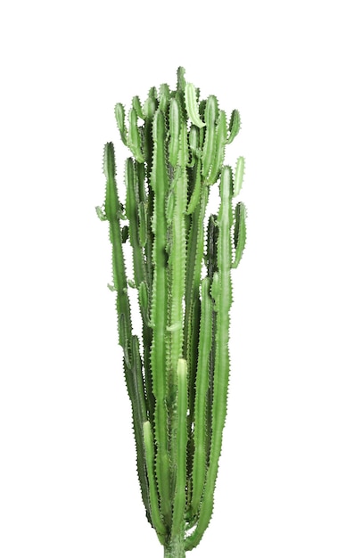Beau cactus sur fond blanc plante tropicale