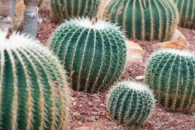 Beau cactus sur galets