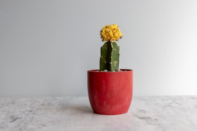 Beau cactus greffé à crête jaune dans un pot en céramique rouge