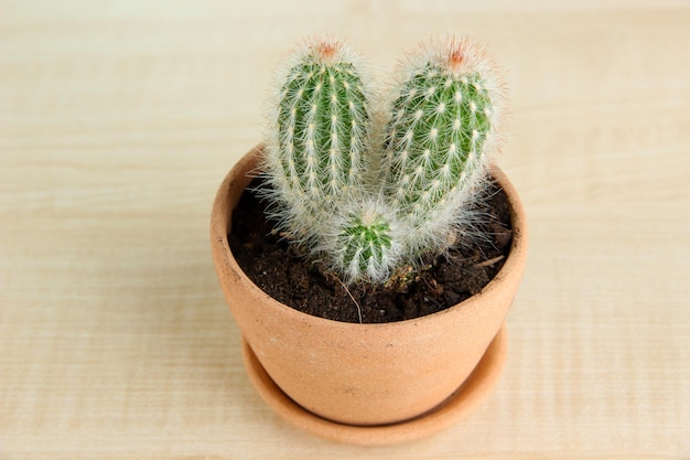 Beau cactus en pot de fleurs sur table en bois