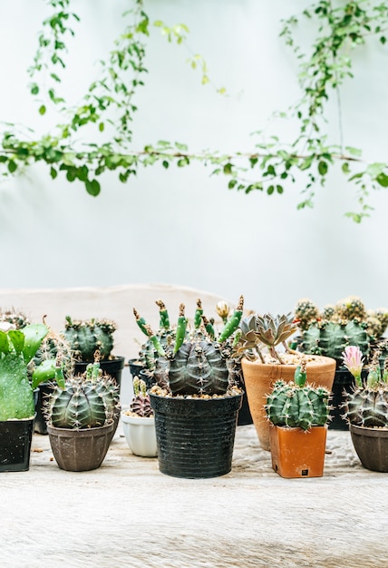 beau cactus en pot