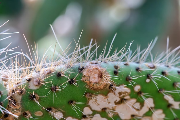 Beau cactus vert gros plan Echinopsis pachanoi plante