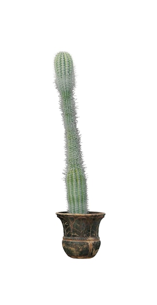 Beau cactus vert en pot sur fond blanc