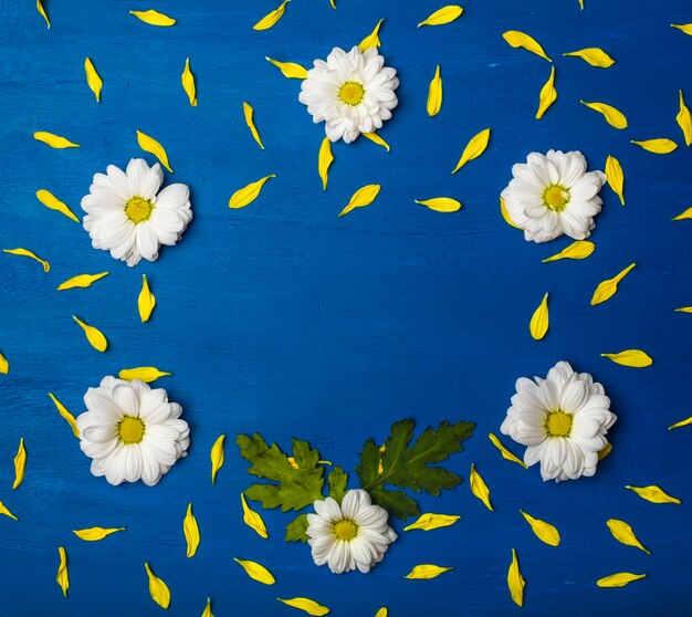 Photo beau cadre de chrysanthèmes blancs et pétales jaunes sur fond bleu.