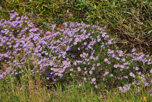 Beau cadre naturel de fleurs colorées pendant une journée de printemps à l'extérieur Vue sur le paysage vert des hautes herbes et de la flore violette à l'extérieur Environnement sauvage naturel relaxant de plantes en croissance