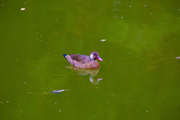 Beau canard de brousse brun sur l'étang dans le parc