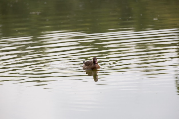 Beau canard de brousse brun sur l'étang dans le parc