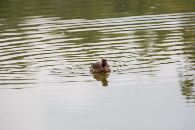 Beau canard de brousse brun sur l'étang dans le parc