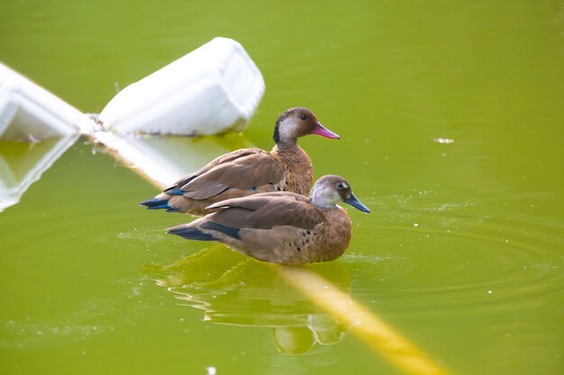 Beau canard de brousse brun sur l'étang dans le parc