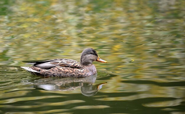 Beau canard colvert dans l'eau