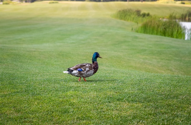 Beau canard colvert mâle marchant sur l'herbe vers le lac