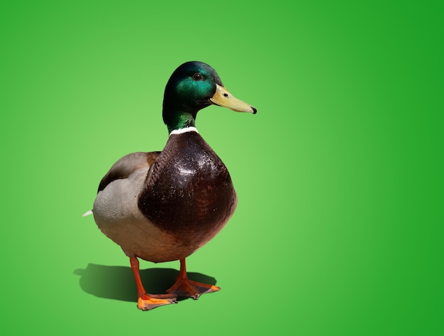 Un beau canard isolé sur un fond de couleur