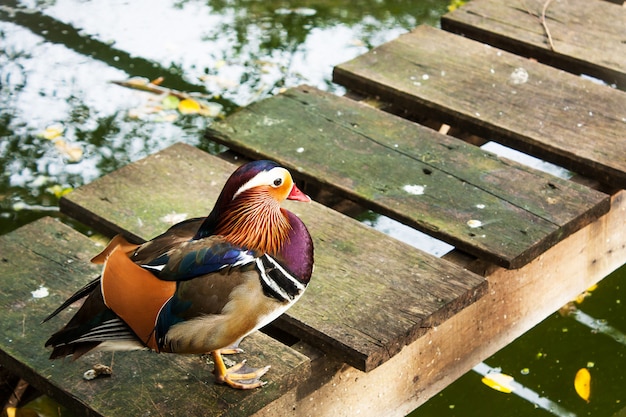 Beau canard mandarin