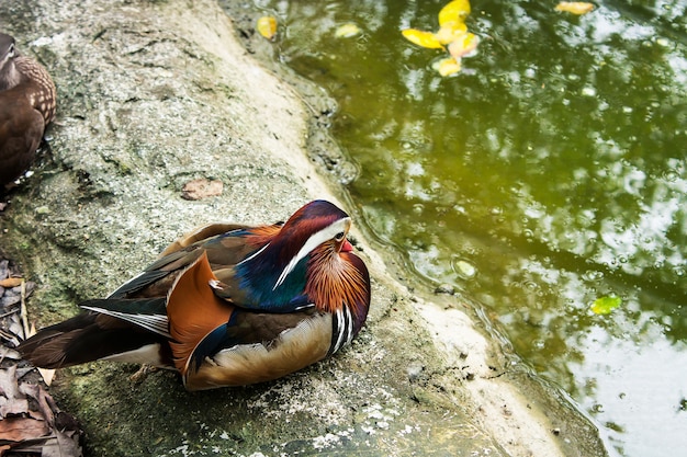 Beau canard mandarin