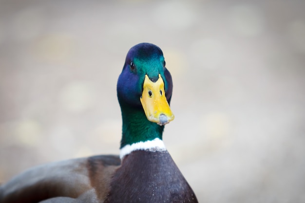 Beau canard marchant dans un parc