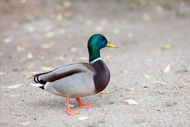 Beau canard marchant dans un parc