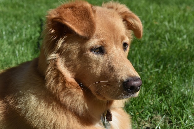 Beau canard moelleux tolling retriever dog fixant dans l'herbe.