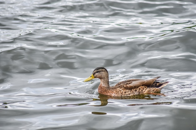 Un beau canard nage dans le lac Windermere après la pluie