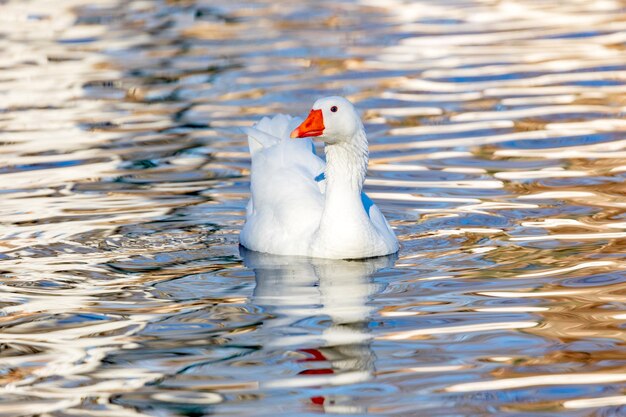 Beau canard nageant dans une rivière