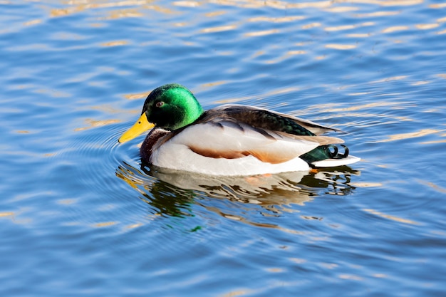 Beau canard nageant dans une rivière