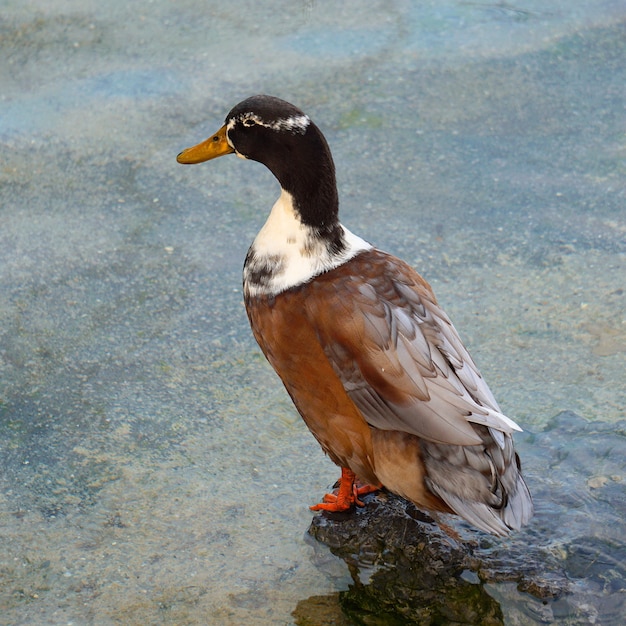 beau canard d&#39;oie dans l&#39;eau dans le lac