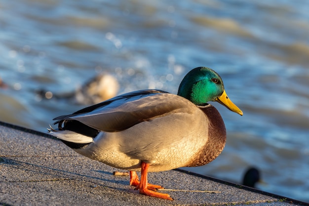 Beau canard près du lac