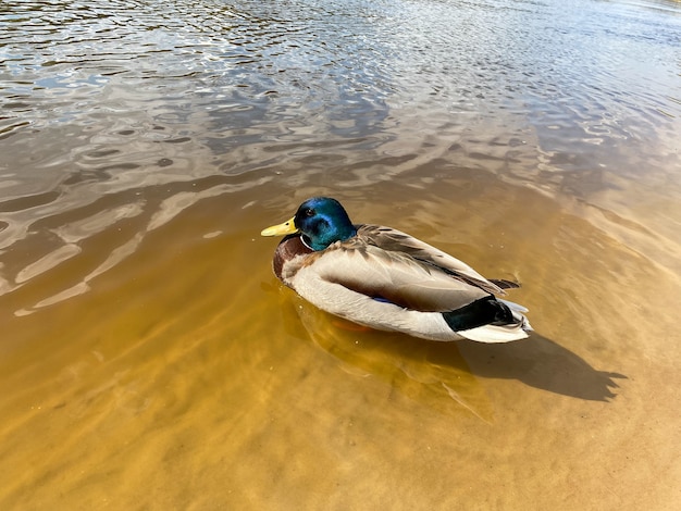 Beau canard sur la rivière près du rivage