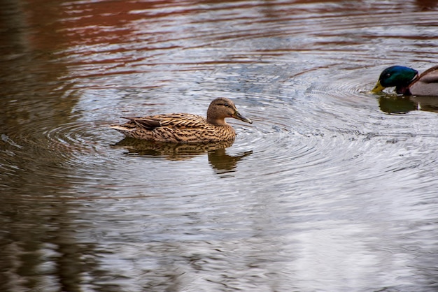Un beau canard sauvage au plumage brun nage dans la surface de l'eau d'un lac forestier un jour d'été