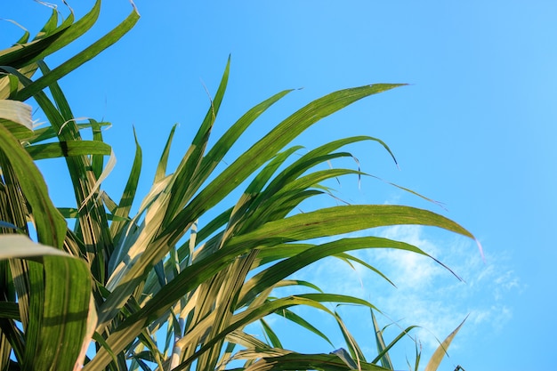 Beau canne vert sur ciel bleu