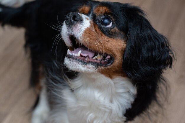 Un beau Cavalier Kings Charls jouant en gros plan