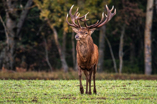 Beau cerf aux cornes ramifiées