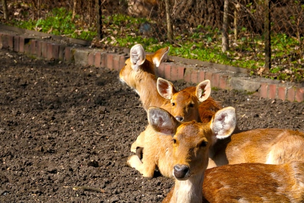 Beau cerf drôle dans le parc pour animaux