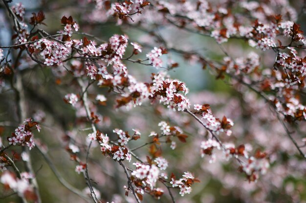 Beau cerisier en fleurs